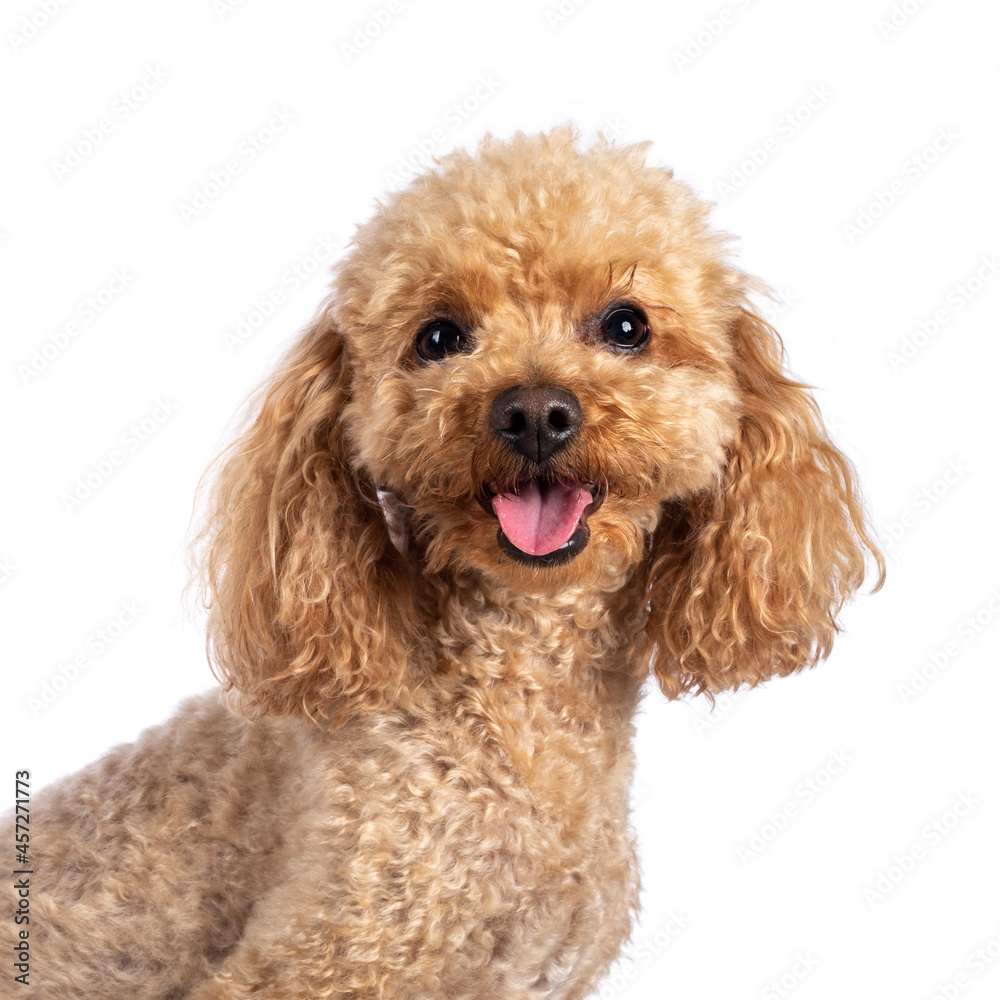 Head shot of adorable young adult apricot brown toy or miniature poodle. Recently groomed. Sitting side ways facing camera with mouth open showing tongue. Isolated on a white background. Head shot of adorable young adult apricot brown toy or miniature poodle. Recently groomed. Sitting side ways facing camera with mouth open showing tongue. Isolated on a white background.