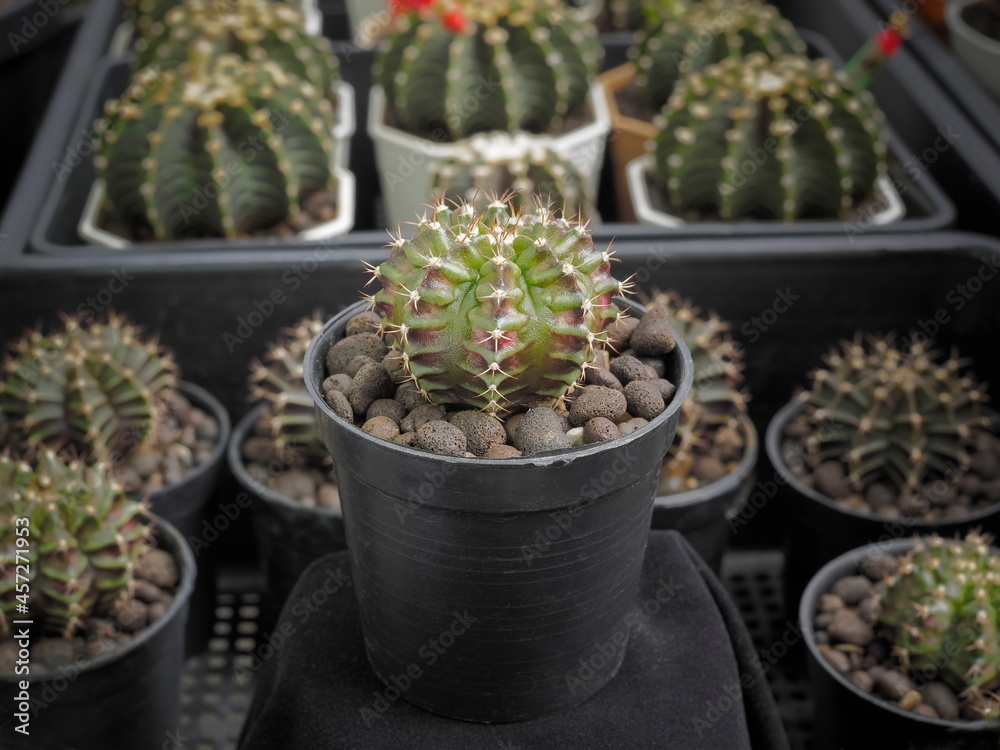 Close-up a Gymnocalycium hybrid Cv. T-rex variegata planting in black flowerpot with many cactus blurred background.