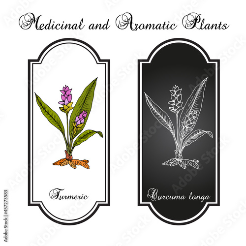 Curcuma zedoaria, zedoary, white turmeric or kentjur, edible and medicinal plant