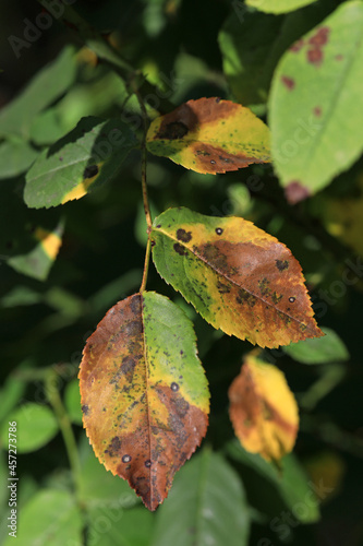 Plant disease in roses such as mildew or rust are common. Leaf spot disease black spot - Diplocarpon rosae, caused by a fungal infection. Closeup