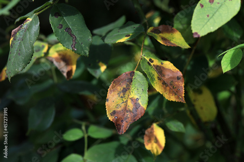 Plant disease in roses such as mildew or rust are common. Leaf spot disease black spot - Diplocarpon rosae, caused by a fungal infection. Closeup photo
