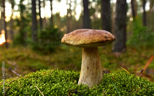 King Pine Bolete in moss at forest. White Mushroom Fungal Mycelium in wildlife. Edible Big Boletus mushrooms at woodland. Single bolete mushroom. Porcini Cep mushrooming season.