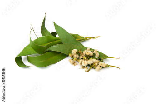 Eucalyptus leaves and flowers isolated on white background.