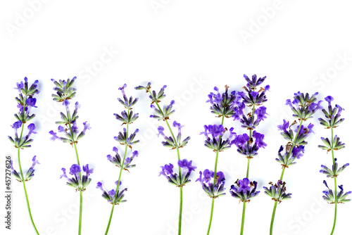 Flowers of Lavender isolated on a white background