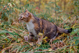 Tricolor cat outdoors in autumn.