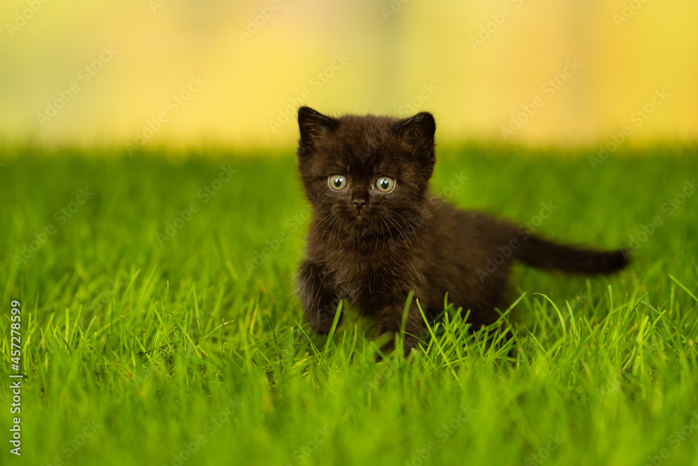 little fluffy black kitten  standing on green gra - obrazy, fototapety, plakaty 