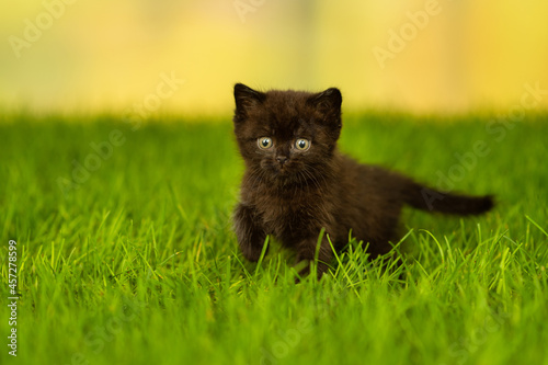 little fluffy black kitten standing on green gra