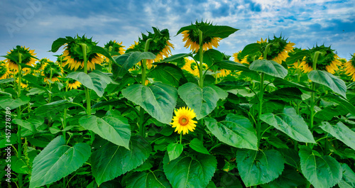 Individuality symbol and independent thinker concept and new leadership concept or individuality as a group of sunflowers on a field with one individual sunflower in the opposite direction photo