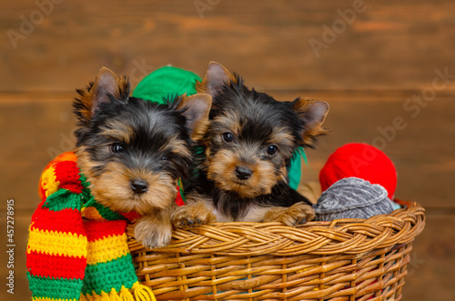 Two yorkshire terrier puppies sitting in a wicker basket with multi-colored woolen balls on a wooden background with many threads on the head