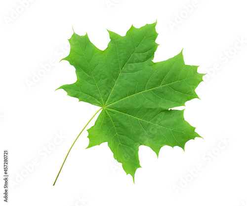 Maple leaf isolated on white background
