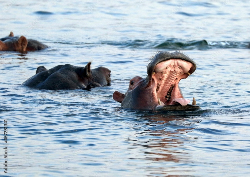 Fototapeta premium Hypo d'Afrique du Sud