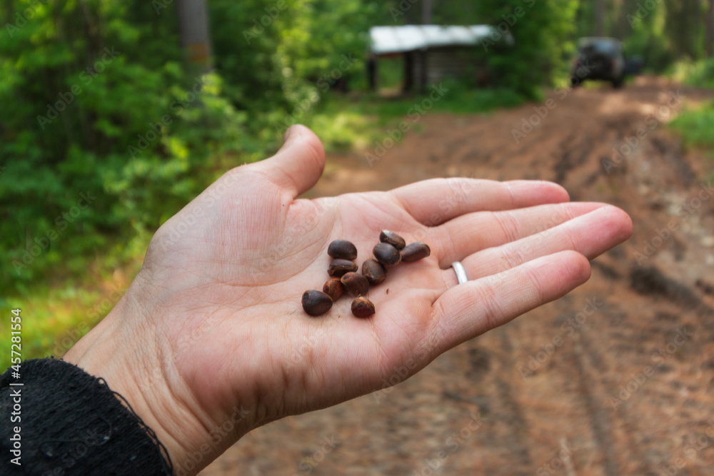 pine nuts lie on the hand pine nuts lie on the hand