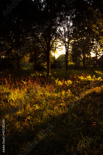 Sonnenuntergang durch die Natur