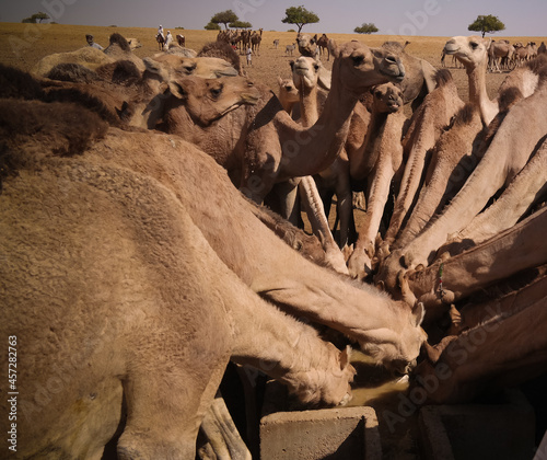 Portrait of drinking camels at the desert well in Djibriga at Barh-El-Gazal, Chad photo