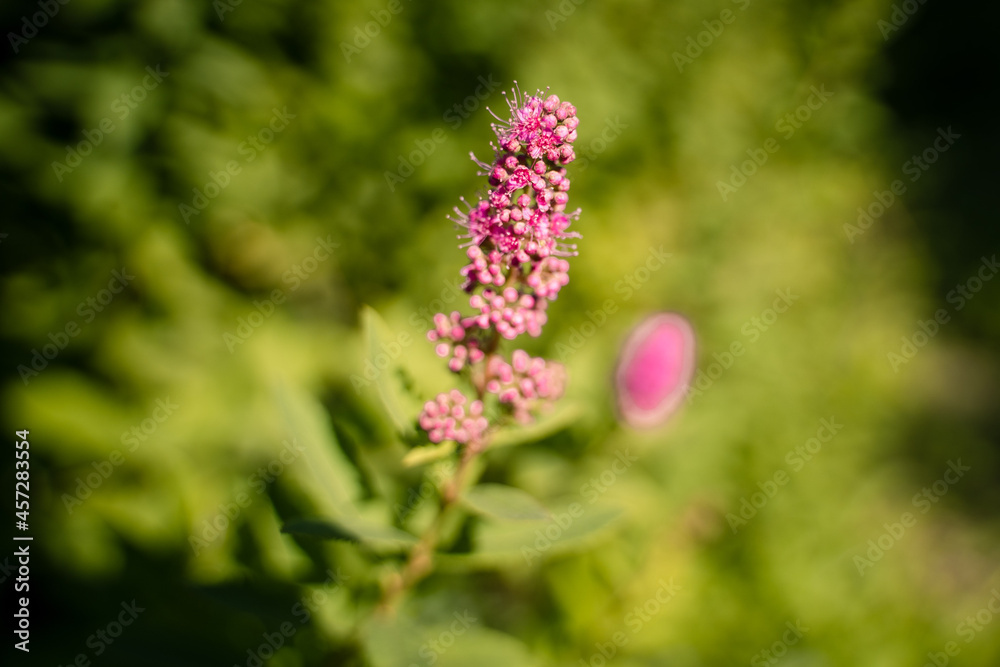 Obraz premium Violette Blüte