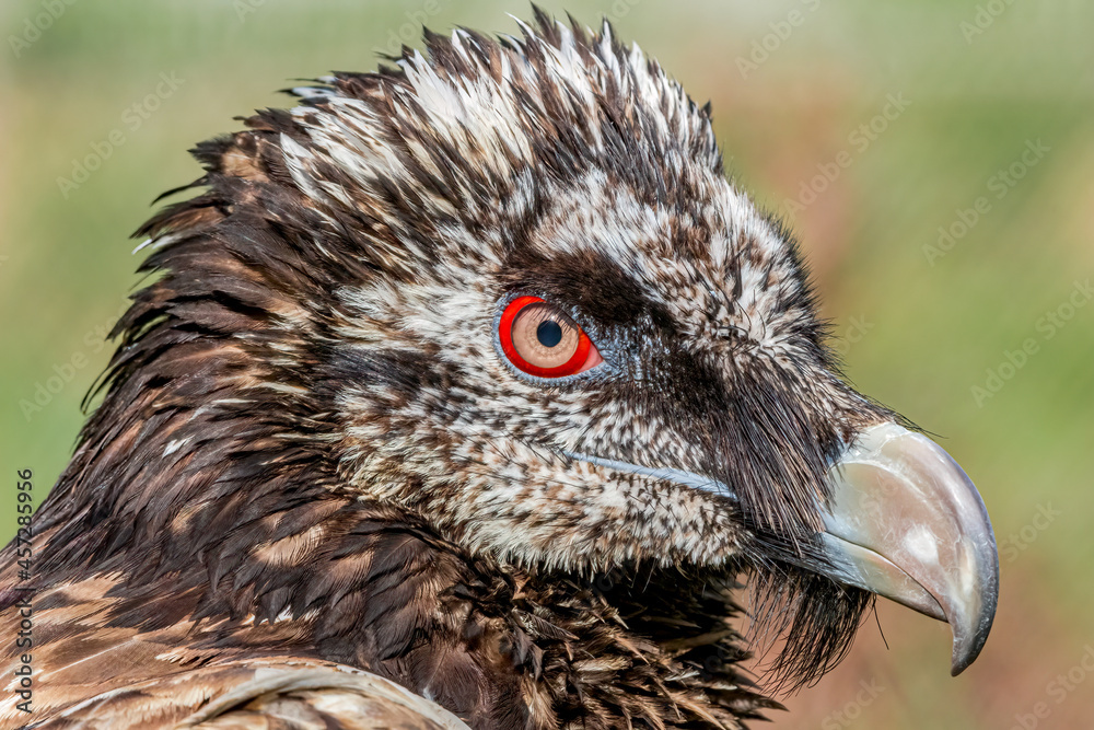 Bearded Vulture (Gypaetus barbatus) in the foothills of Caucasus, Republic of Dagestan, Russia