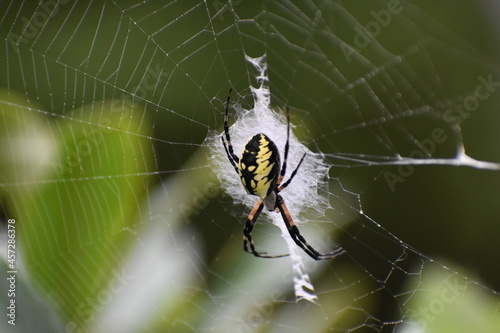 Black and gold garden spider in web  near Pittsburgh Pennsylvania