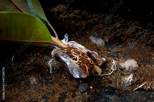 Tableau sur toile Indian rubber tree obtained from grafting