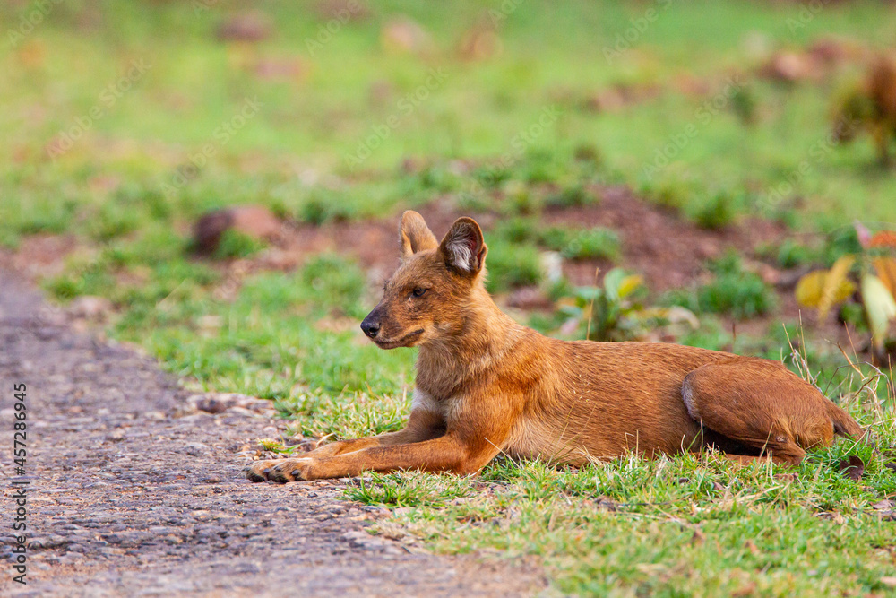 Obraz premium Dhole or Indian Wild Dog lying alongside the road resting after a hunt in Tadoba National Park, India