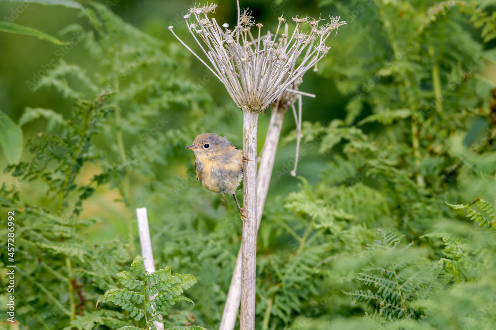 Yellow Warbler (Dendroica petechia) fledgeling at Chowiet Island, Semidi Islands, Alaska, USA Yellow Warbler (Dendroica petechia) fledgeling at Chowiet Island, Semidi Islands, Alaska, USA