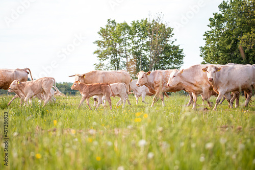 Brown cows in meadow. Green field with rural farm animals in summertime