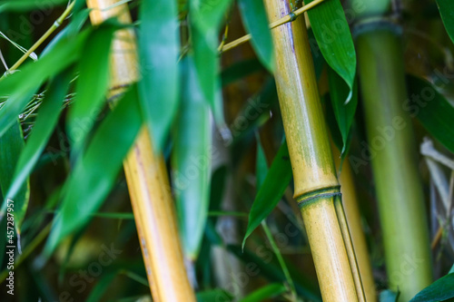 Fototapeta Naklejka Na Ścianę i Meble -  bois fleur feuille bambou tige environnement arbre