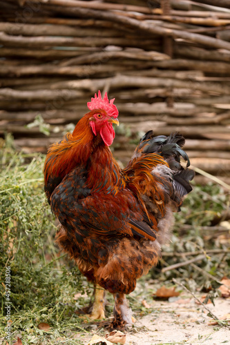 Beautiful red rooster in zoo. Domestic bird © New Africa