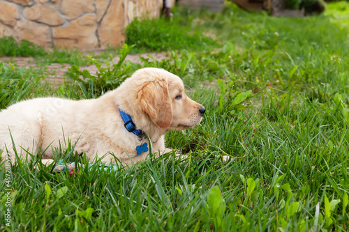 Happy Golden retriever is lying in the green grass backyard.