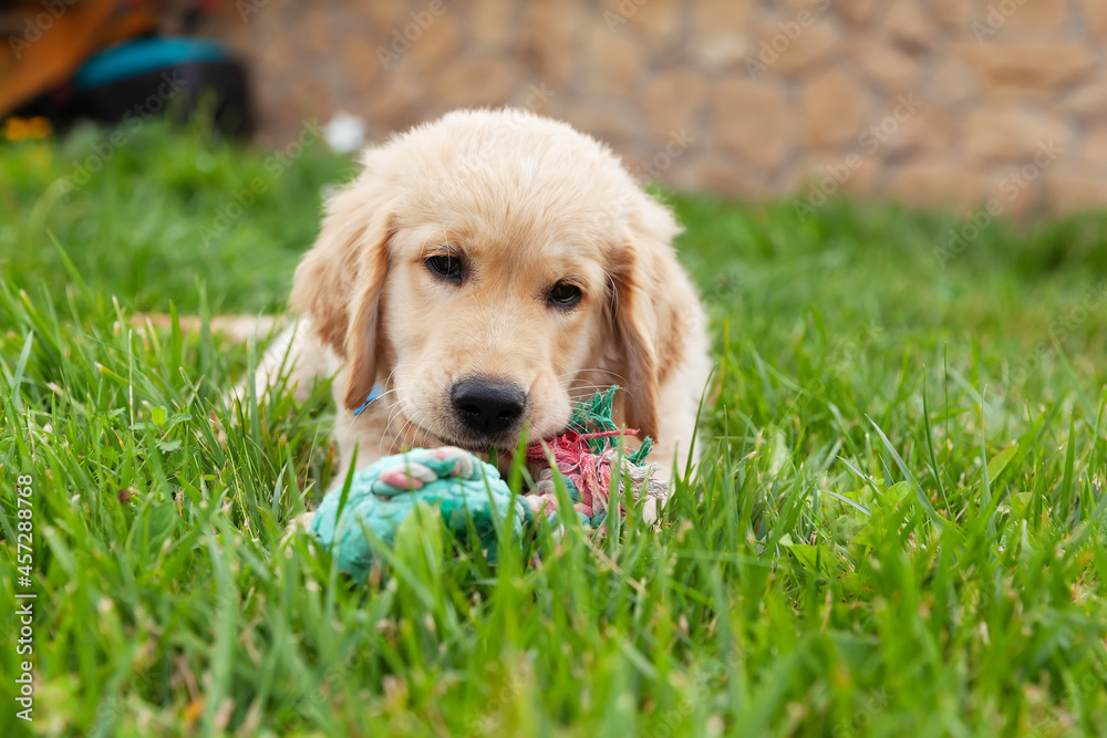 Happy Golden retriever is lying in the green grass backyard and playing with a toy. Happy Golden retriever is lying in the green grass backyard and playing with a toy.