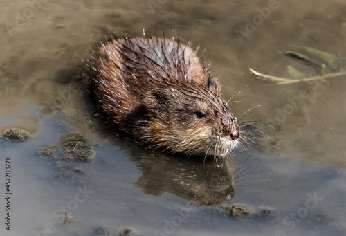 otter in the water