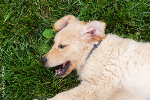 Happy Golden retriever is lying in the green grass backyard.