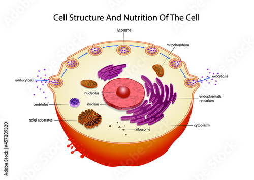 Cell structure and nutrition of the cell. photo