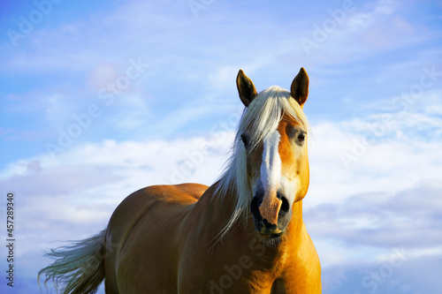 Horse with blue sky in the background.