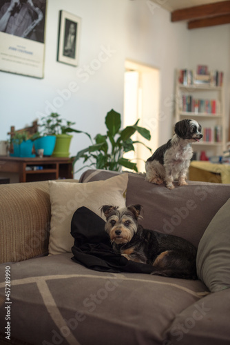 Two dogs seen sitting on sofa with one staring away