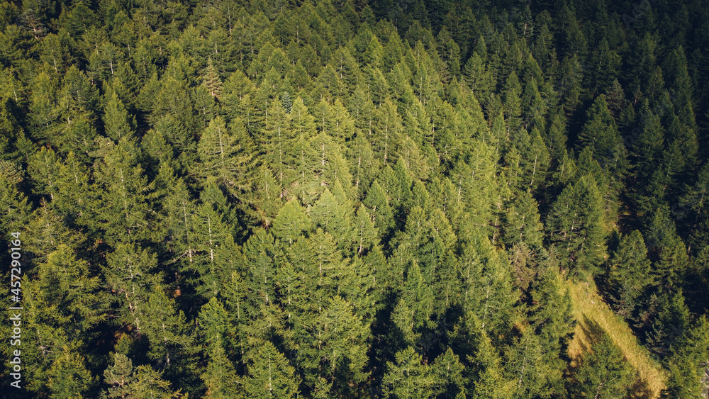Aerial view of green coniferous forest in the mountains. Evergreen trees in the Italian Alps, view from above. Natural parkland background.