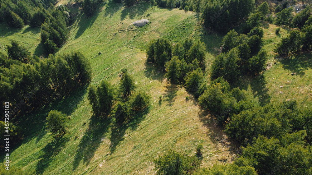 Aerial view of green fields and coniferous forest in the mountains. Italian Alps.