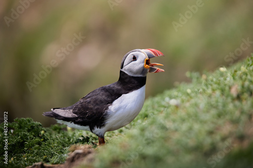 puffin standing on a rock cliff . fratercula arctica