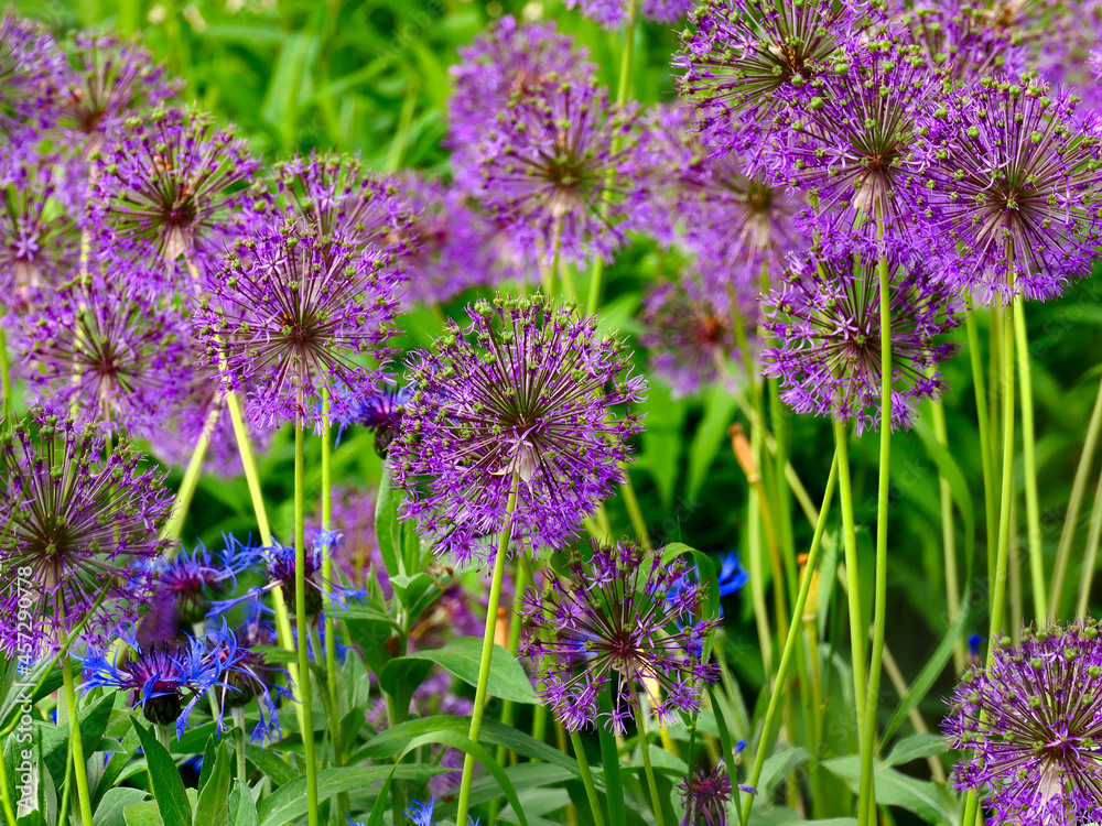 Obraz premium Purple flowers in the garden.