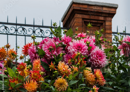 flowers in the garden