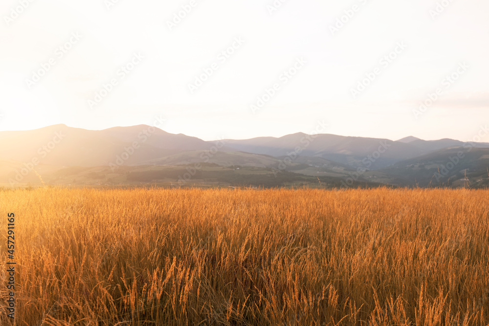 Sunset landscape in a yellow wheat field with mountains background