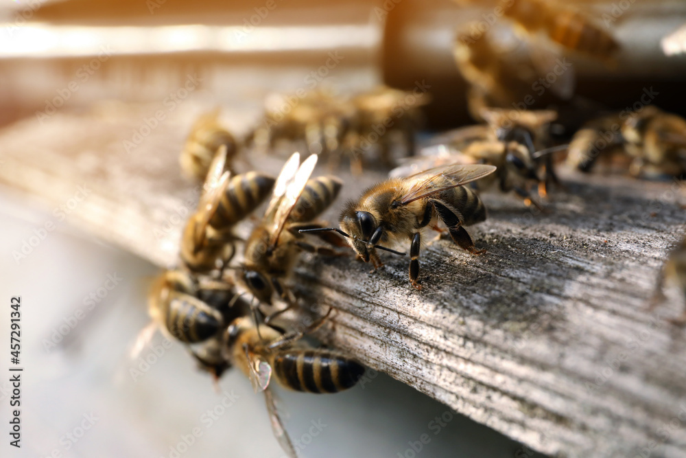 Closeup view of wooden hive with honey bees on sunny day Closeup view of wooden hive with honey bees on sunny day