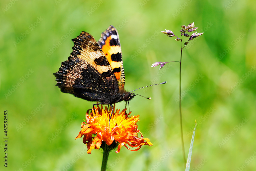 Obraz premium Small tortoiseshell, Aglais urticae. Colourful Eurasian butterfly. Close up of the insect with orange-black wings.