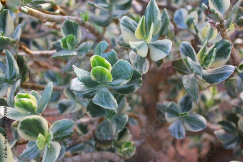 Wallpaper Mural Green succulent plants growing in the desert garden. Torontodigital.ca