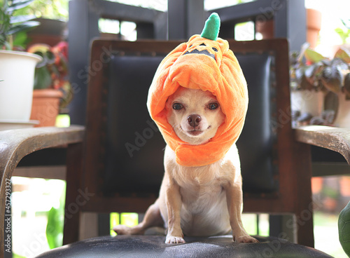 brown  short hair  Chihuahua dog wearing Halloween pumpkin hat sitting on black chair, smiling and looking at camera. Pet's Halloween costume.