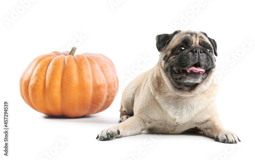 Cute pug dog with Halloween pumpkin on white background © Pixel-Shot