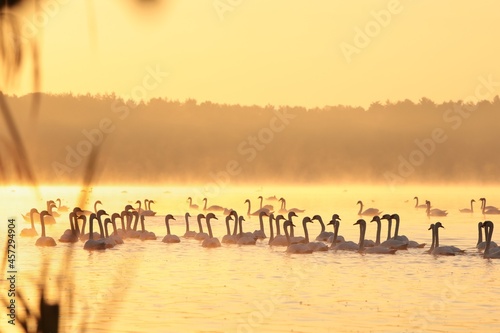 Swans on the lake at sunrise