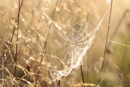Spider web on a meadow during sunrise