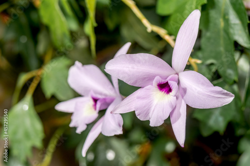 Rosy Tinted Laelia  Laelia rubescens  in forest  Nicaragua