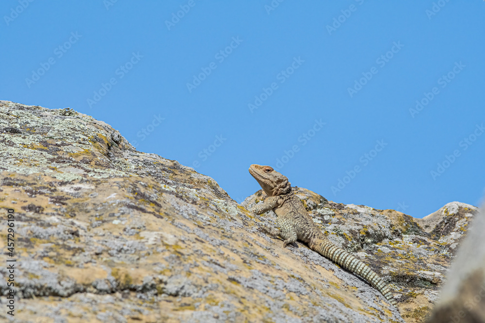 Caucasian Agama (Laudakia caucasia) in the foothills, Caucasus, Republic of Dagestan, Russia Caucasian Agama (Laudakia caucasia) in the foothills, Caucasus, Republic of Dagestan, Russia