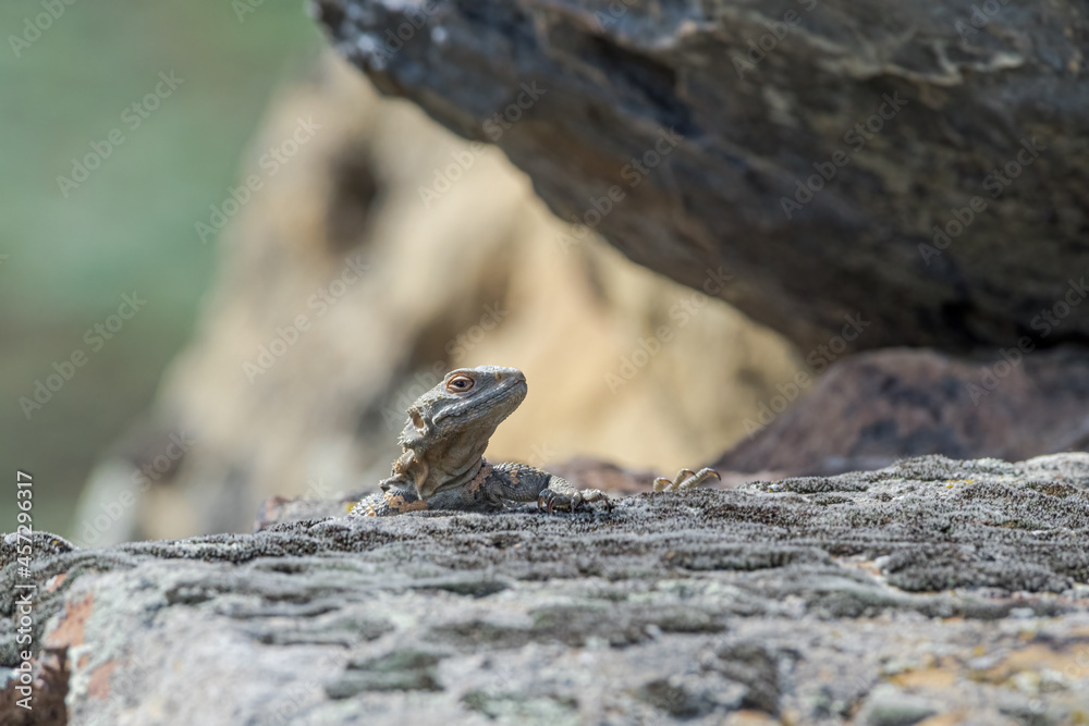 Caucasian Agama (Laudakia caucasia) in the foothills, Caucasus, Republic of Dagestan, Russia Caucasian Agama (Laudakia caucasia) in the foothills, Caucasus, Republic of Dagestan, Russia